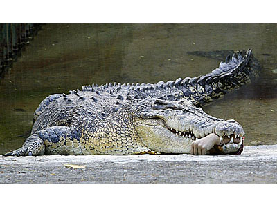croc.jpg