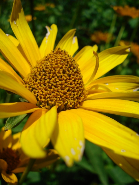 dsc03141.JPG