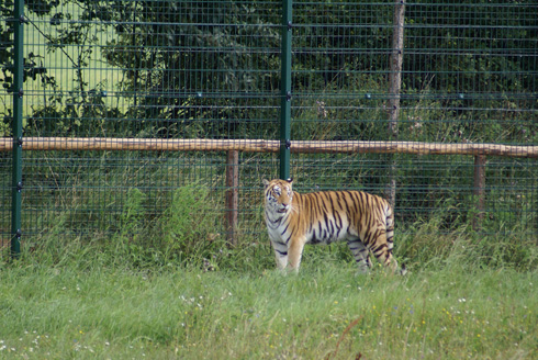 tiger5.jpg